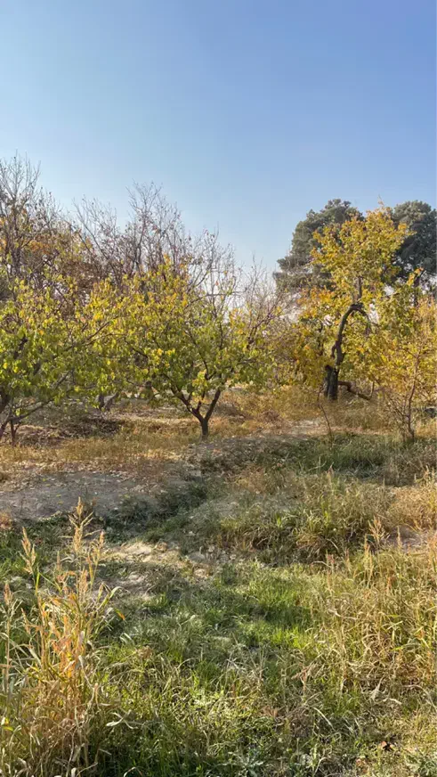 باغ ۹۵۰ متر یوسف اباد صیرفی شهریار|فروش زمین و ملک کلنگی|شهریار, یوسف آباد صیرفی|دیوار