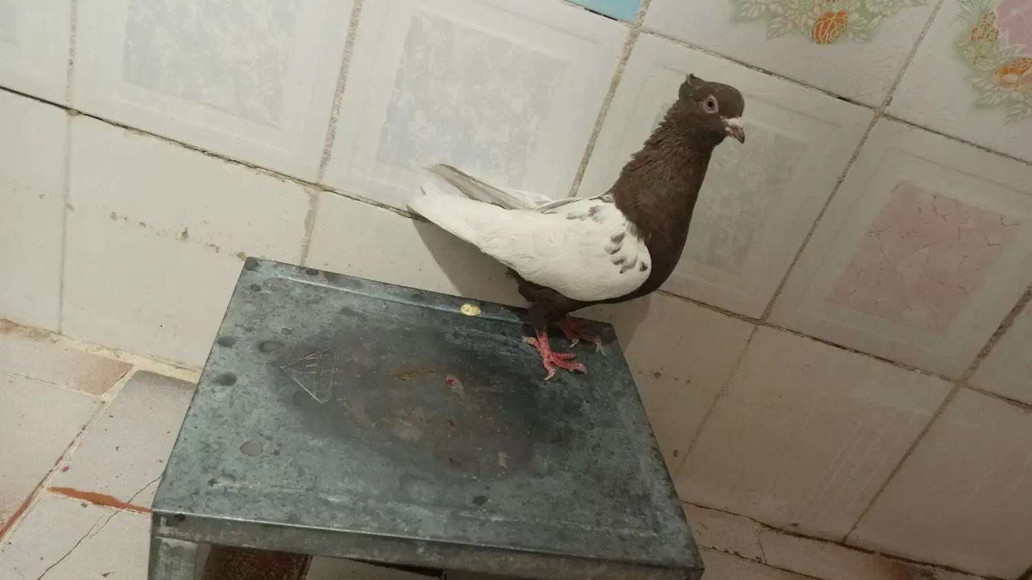 سرته قهوه ای|پرنده|خرم‌آباد, |دیوار