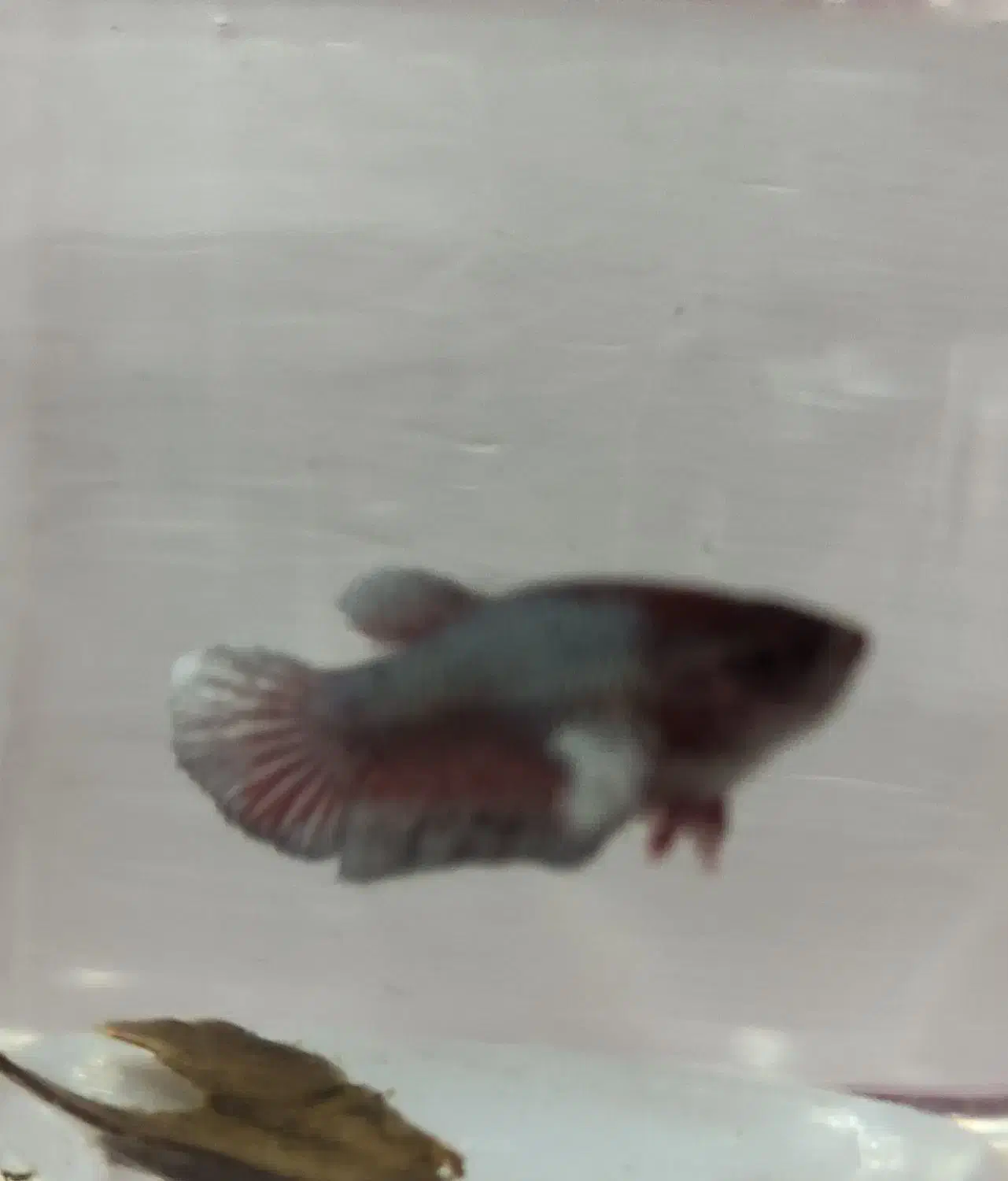 ماهی فایتر|ماهی|تبریز, |دیوار