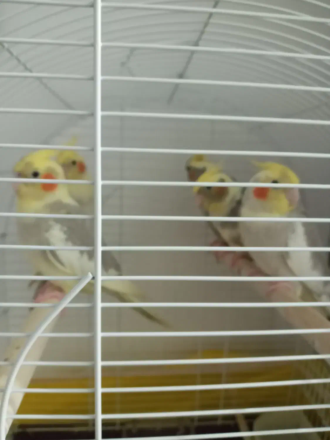 عروس هلندی ۳ماه تا۶ماه فروش|پرنده|سلمان‌شهر, |دیوار