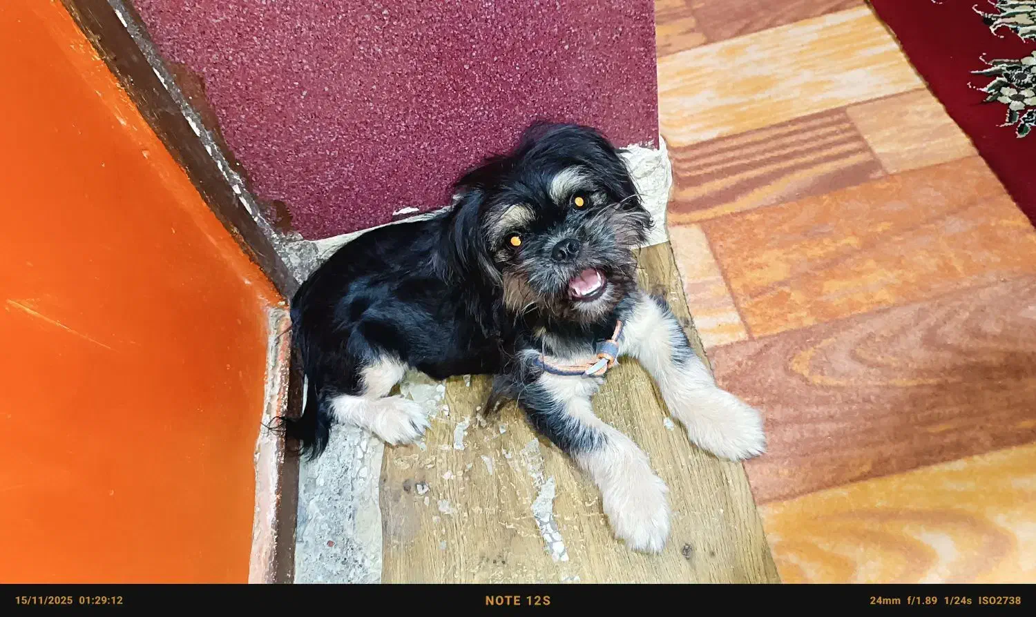 واگذاری توله شیتزو|سگ|میناب, |دیوار