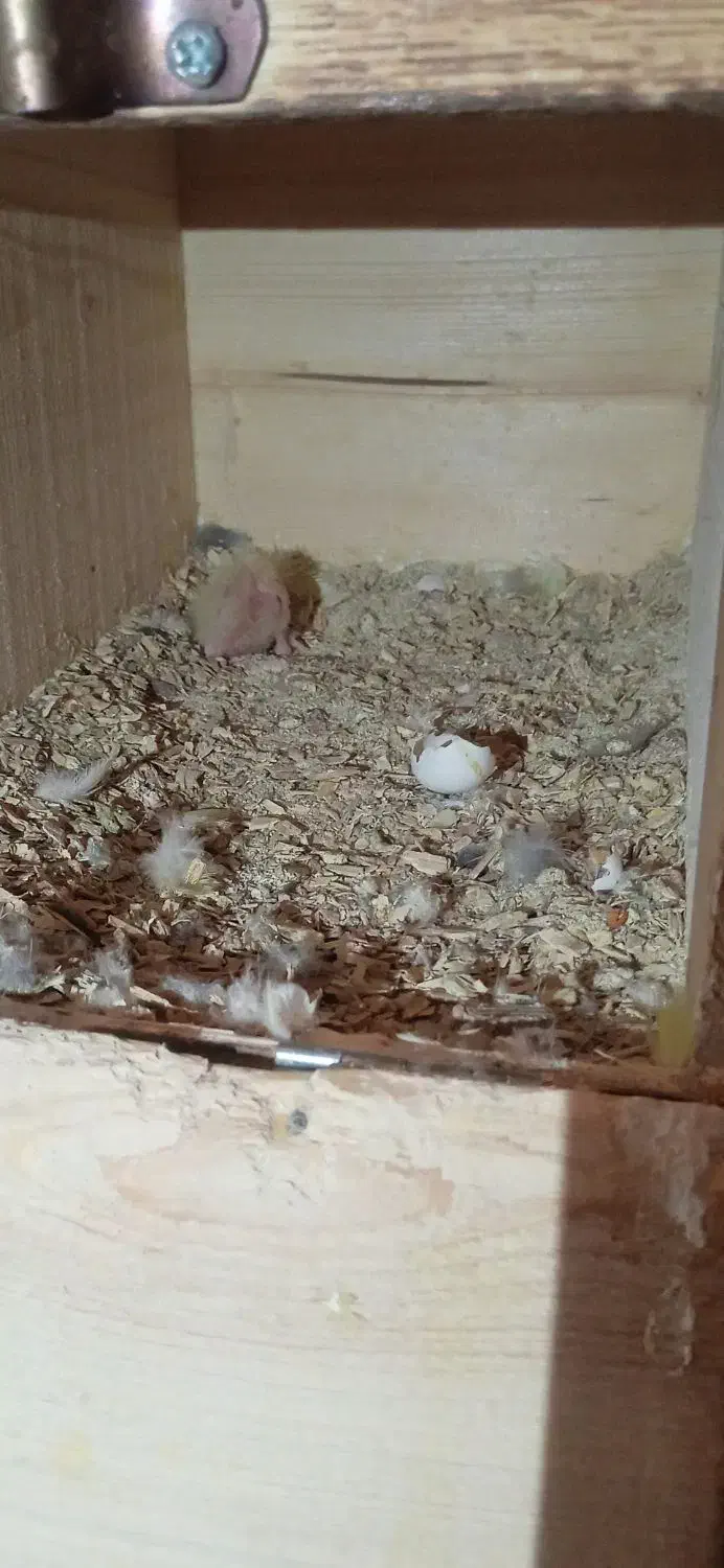 یک جفت عروس هلندی با یک عدد جوجه 3ملیون|پرنده|خورموج, |دیوار