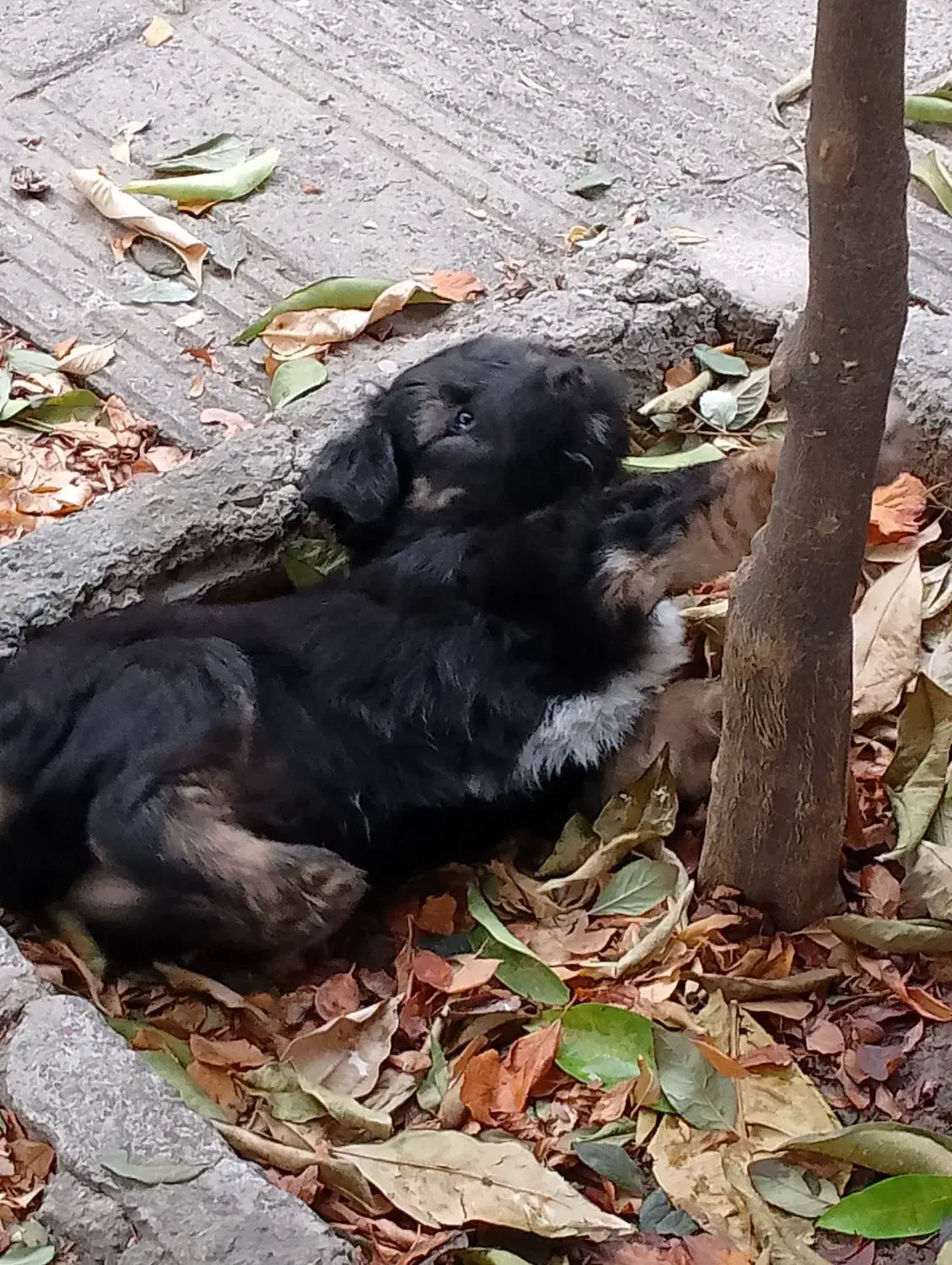 سگ پاکوتاه دوماهه نر|سگ|گرگان, |دیوار