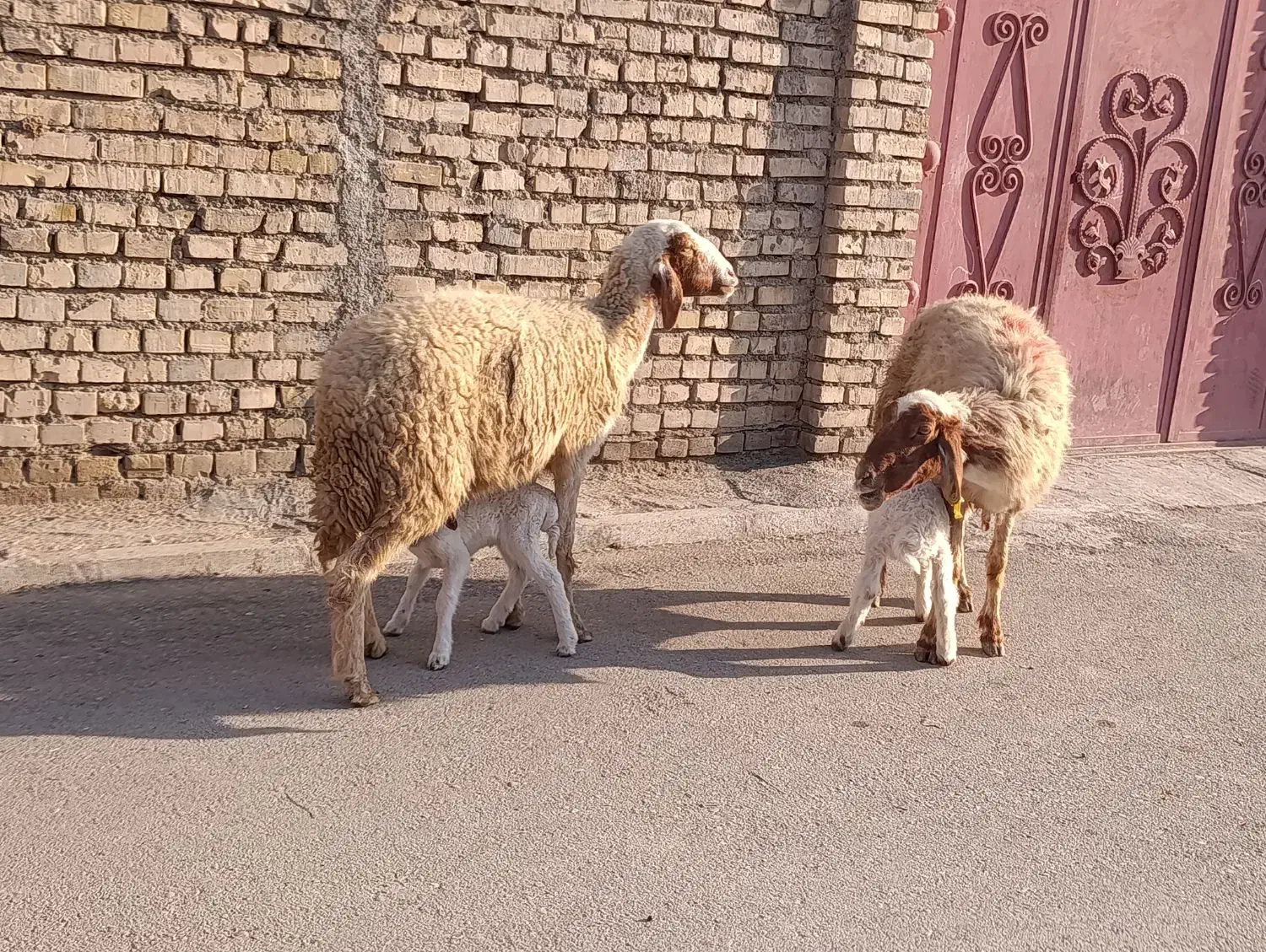 گوسفند عراقی دوعددمطفل برهاشون نر جفتی 430/000/000|حیوانات مزرعه|اهواز, منازل کارون|دیوار