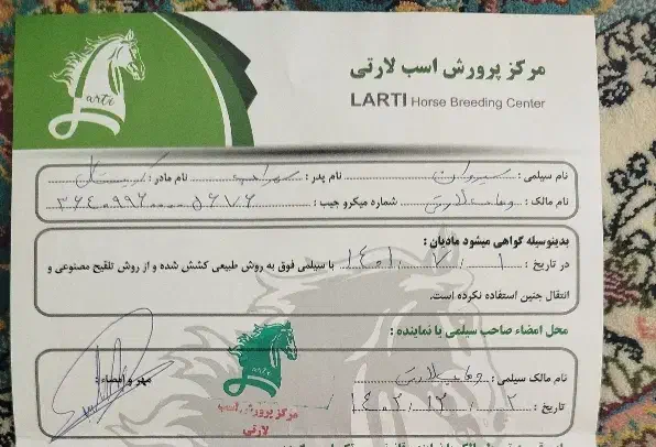 اسب|اسب و تجهیزات اسبسواری|سنندج, |دیوار