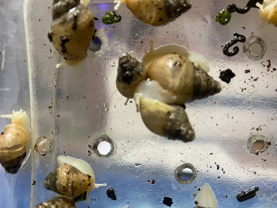 فروش حلزون درمانی|خزنده|ماهان, |دیوار