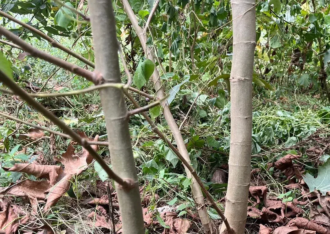 فروش نهال چنار|خدمات باغبانی و درختکاری|کردکوی, |دیوار