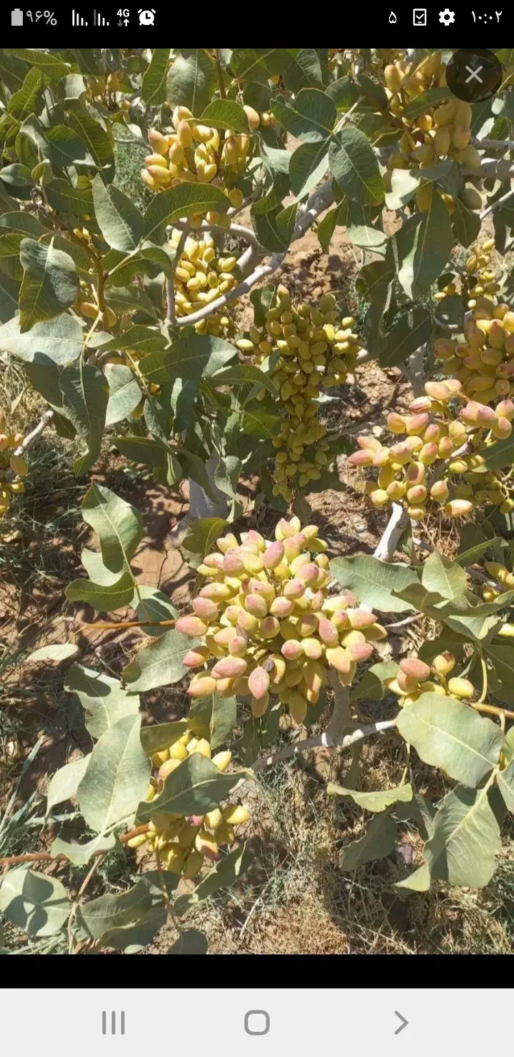 باغ پسته|فروش زمین و ملک کلنگی|ملک‌آباد, |دیوار