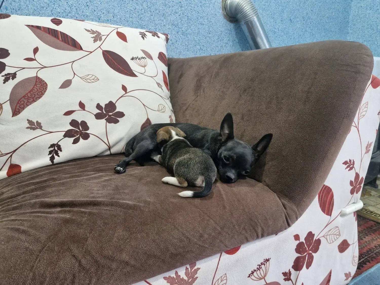 سگ شیواوا (شیهوا هوا)|سگ|رفسنجان, |دیوار