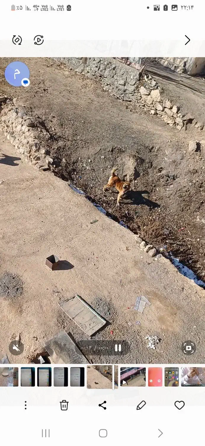 سگ سرابی|سگ|سرعین, |دیوار