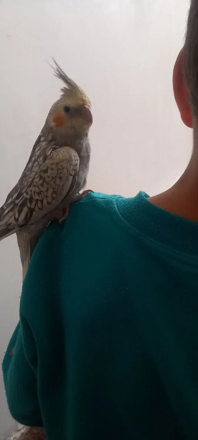 جوجه عروس هلندی نر|پرنده|محمدشهر, زیبادشت|دیوار