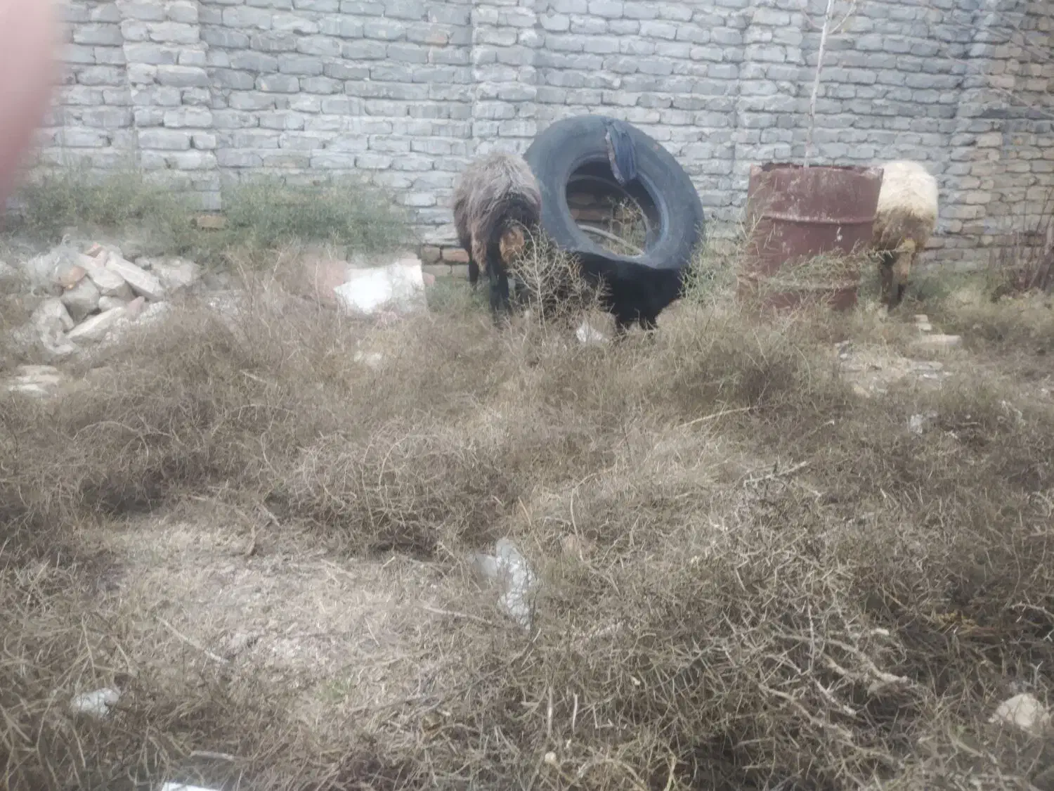 باسلام گوسفندبابره نر سالم جوان|حیوانات مزرعه|گمیشان, |دیوار