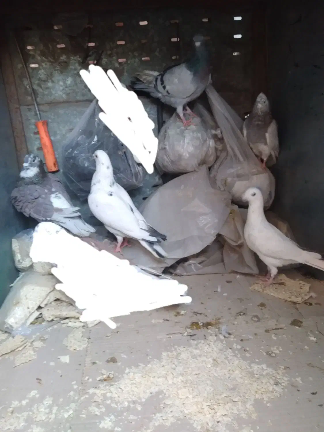 کبوترشهرستانی|پرنده|ساوه, |دیوار