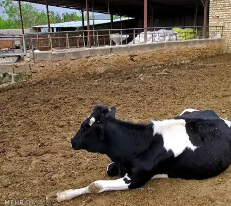 گاوداری صنعتی جیرفت|فروش دفتر صنعتی، کشاورزی، تجاری|کرمان, |دیوار