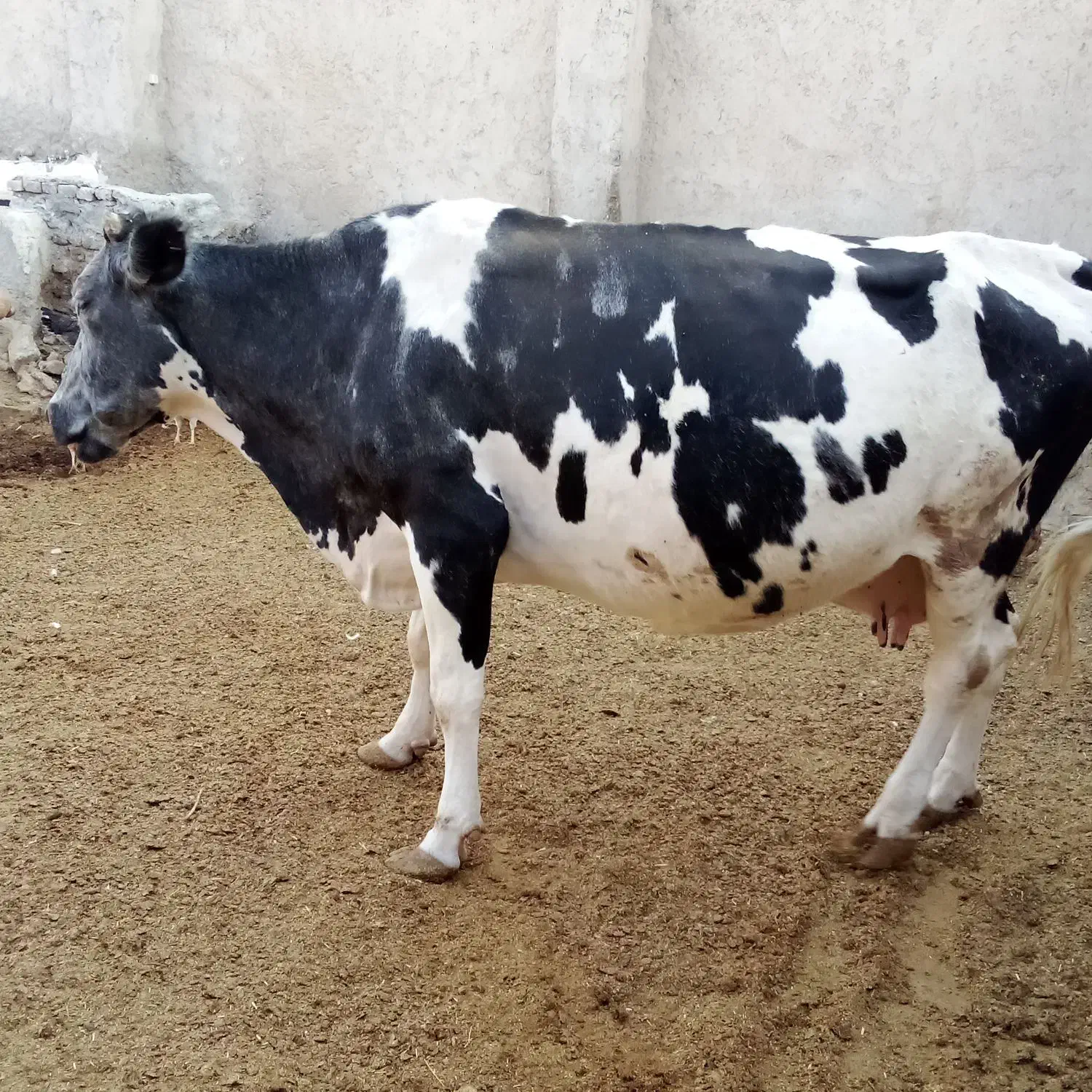 دو‌عدد‌گاو‌یکی‌گوشتی‌ویکی‌زایده|حیوانات مزرعه|زابل, |دیوار