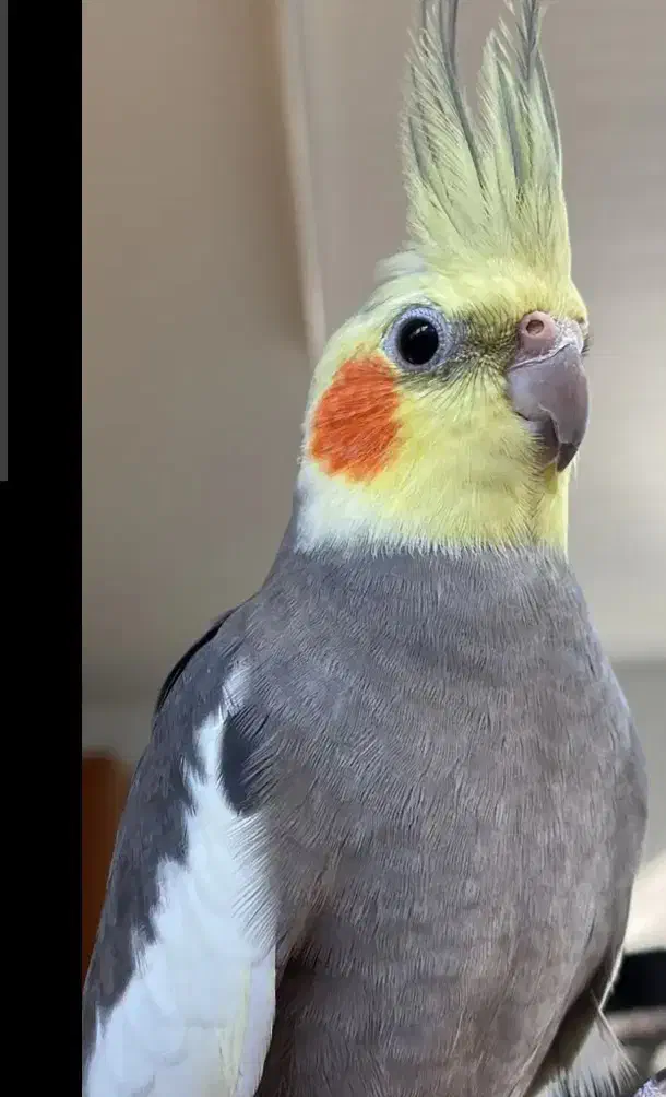 حراج عروس هلندی|پرنده|الوند, |دیوار