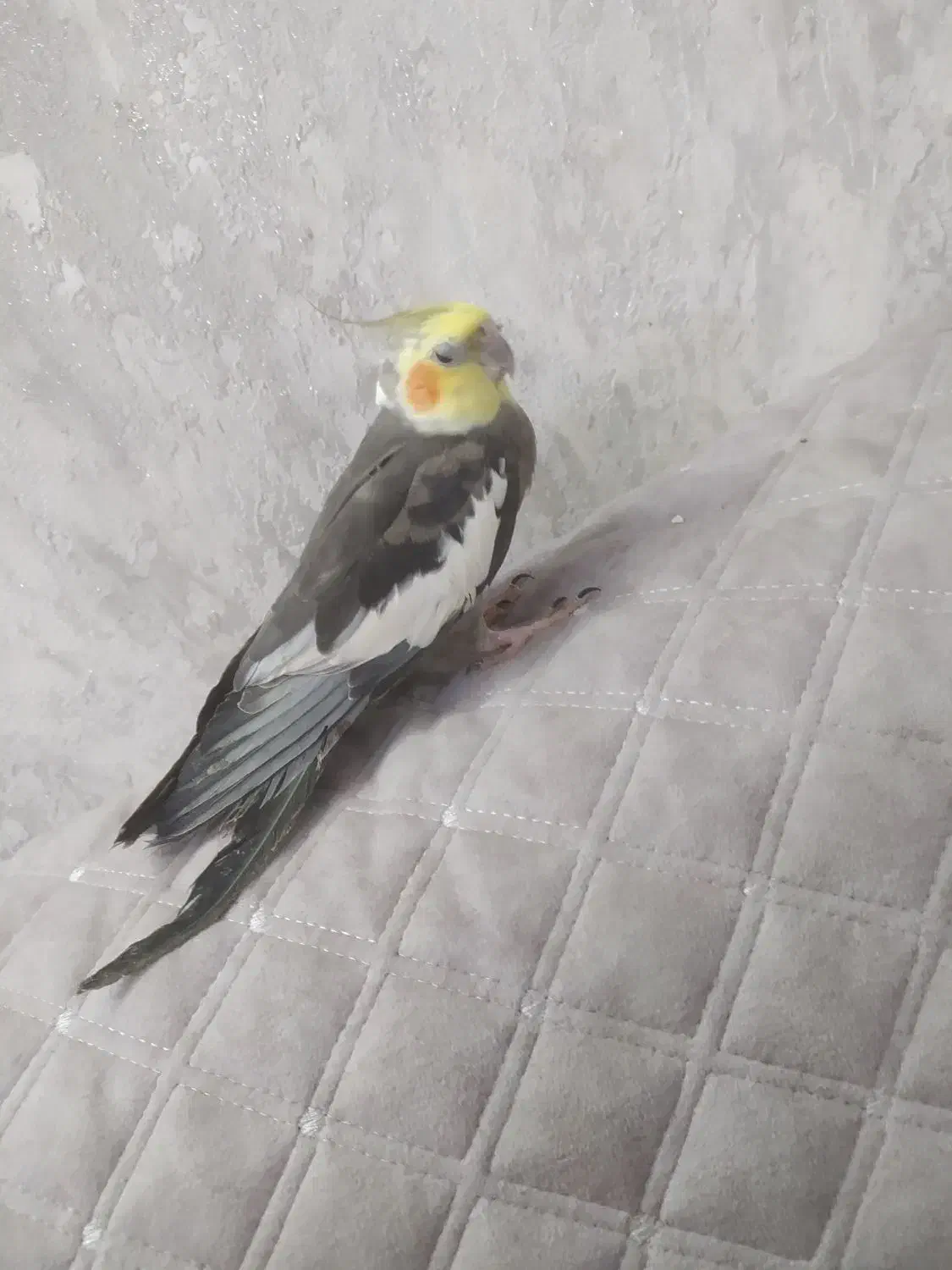 عروس هلندی سیامون|پرنده|رضویه, |دیوار