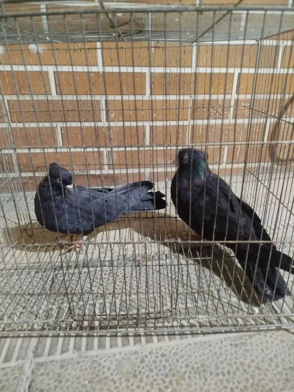 کفتر ذاغ ابادانی چش نوک سفید|پرنده|ماهدشت, |دیوار