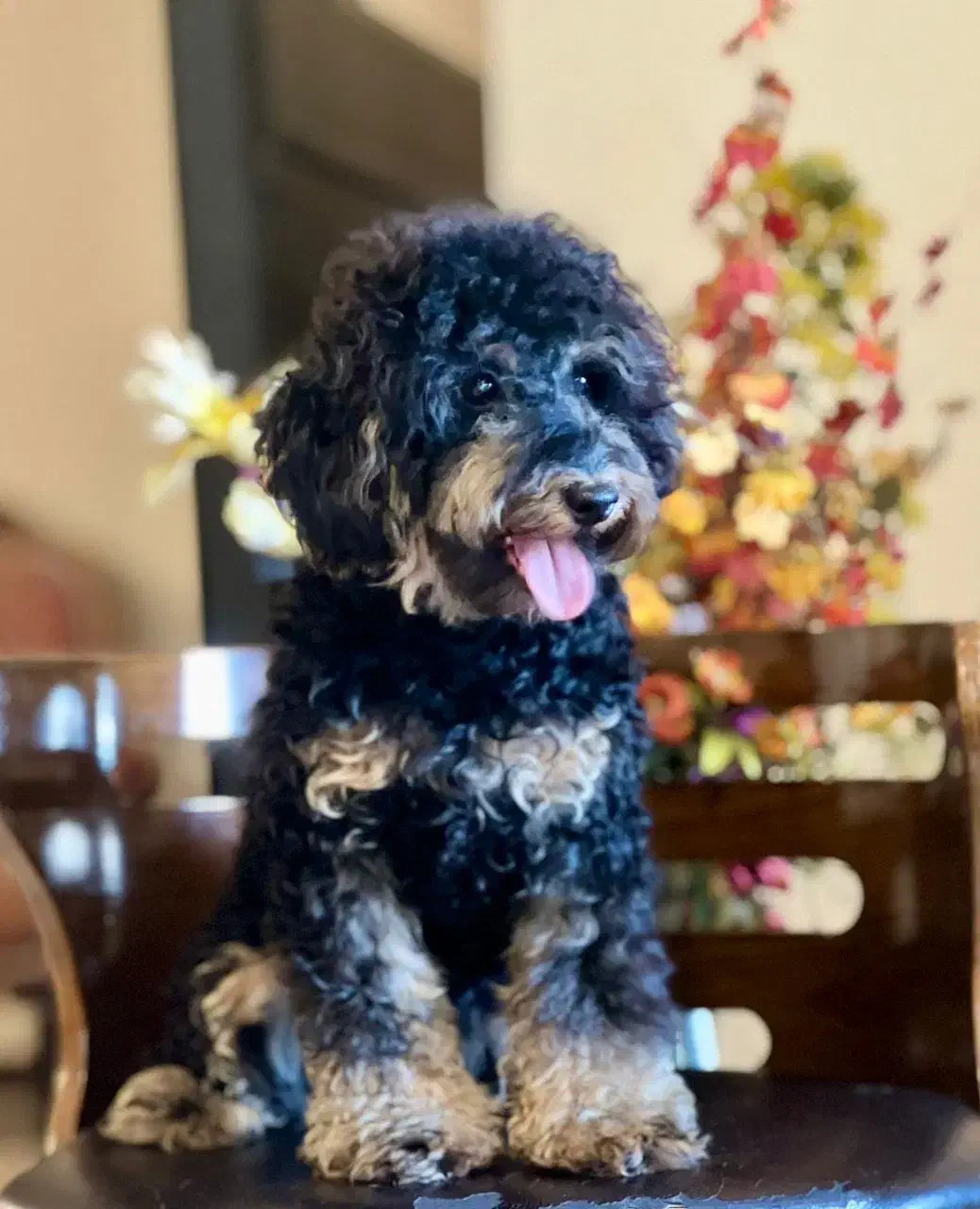 سگ پا کوتاه|سگ|تهران, شهرک چیتگر|دیوار