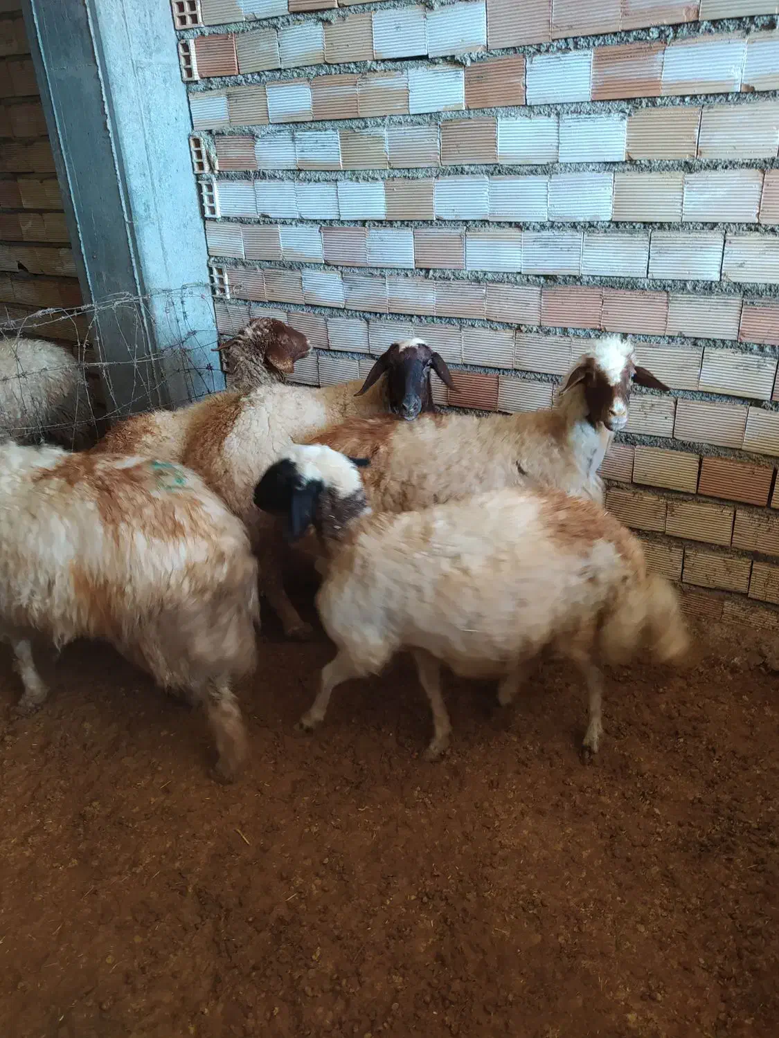 با سلام خدمت دوستان پنج راس میش ابستن شک|حیوانات مزرعه|ملکشاهی, |دیوار