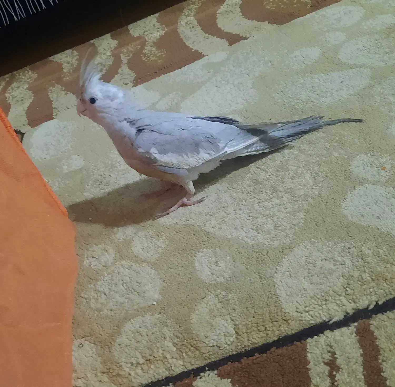 عروس هلندی|پرنده|شیراز, شهرک فرزانگان|دیوار