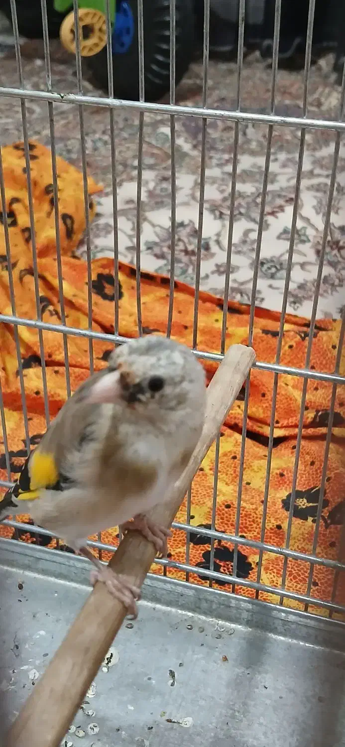 جوجه|پرنده|بهارستان, |دیوار