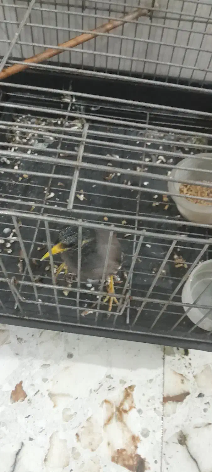 اهواز زرگان فدک خیابان ویس ۸|پرنده|اهواز, زرگان|دیوار