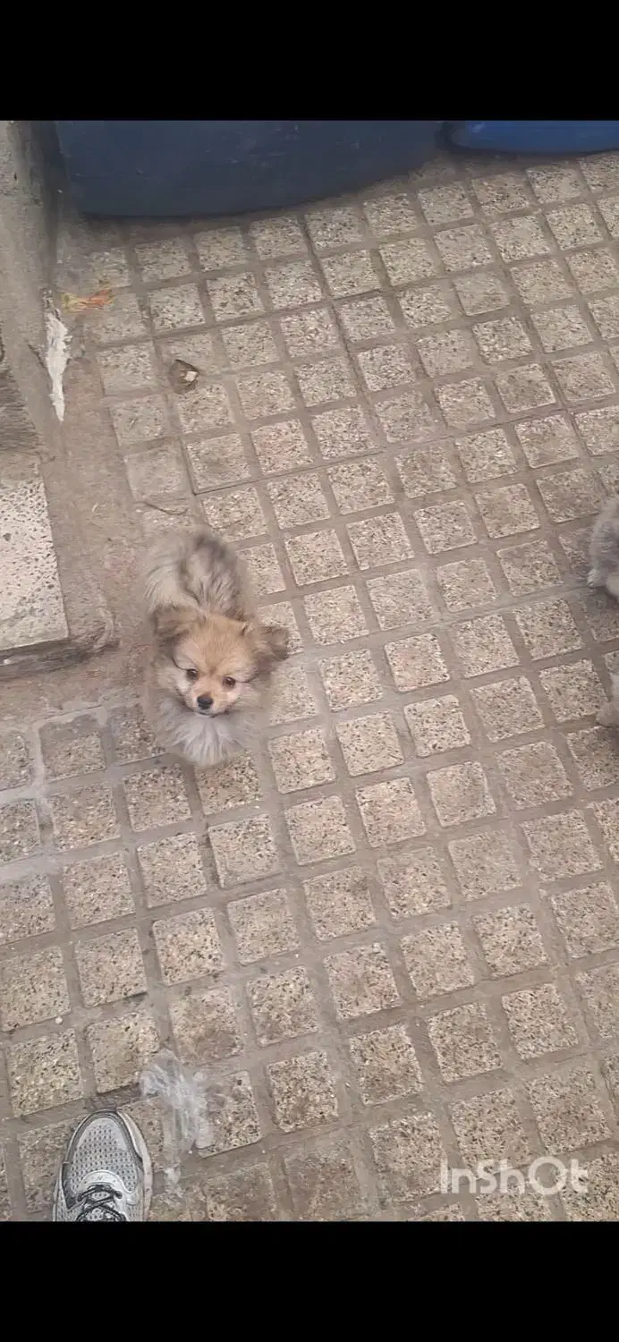 سگ پامرین|سگ|الوند, |دیوار