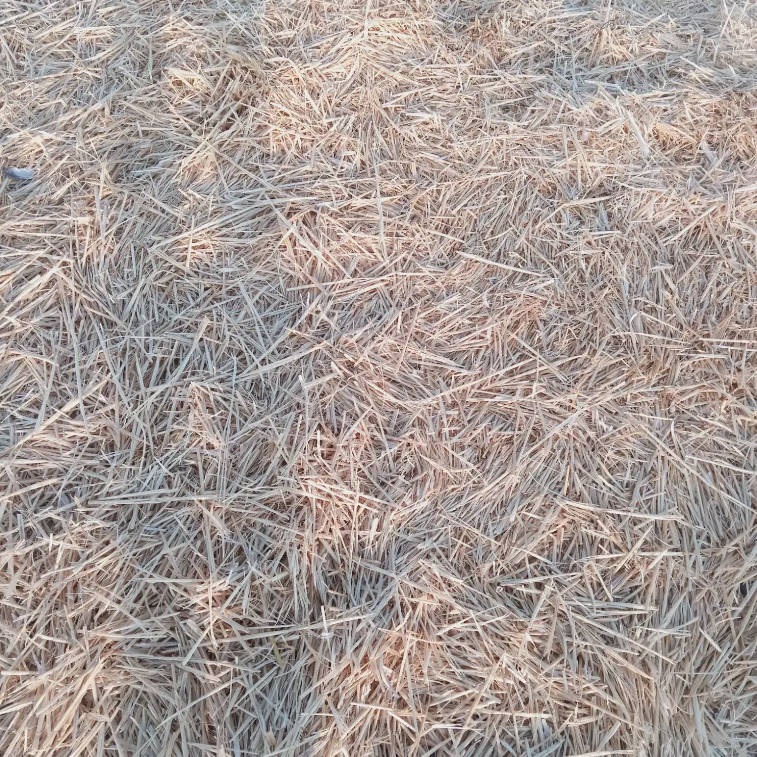 کاه یاسفال جو|خدمات باغبانی و درختکاری|خلیل آباد, |دیوار