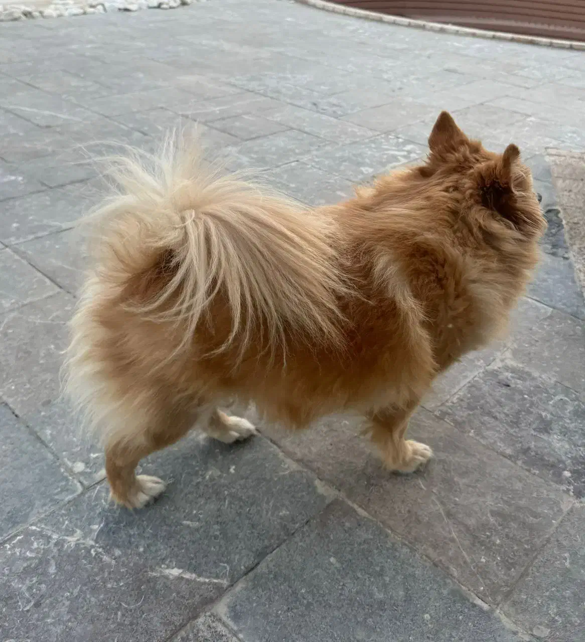 واگذار میشود|سگ|چهاردانگه (تهران), |دیوار