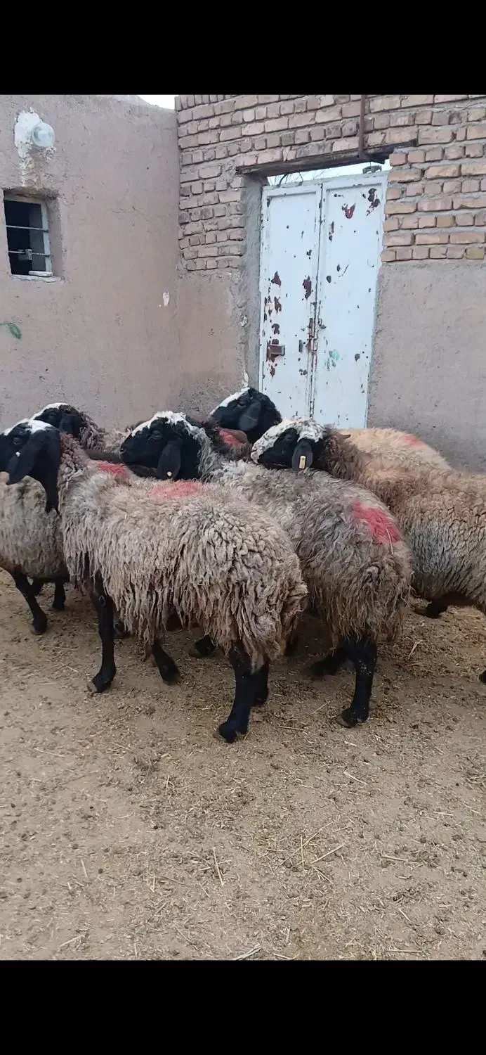 میش نژاد شال|حیوانات مزرعه|اسفرورین, |دیوار