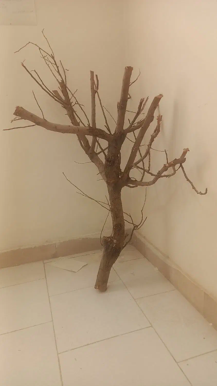 شاخه درخت بادام|لوازم جانبی حیوانات|محمدشهر, محمدشهر|دیوار