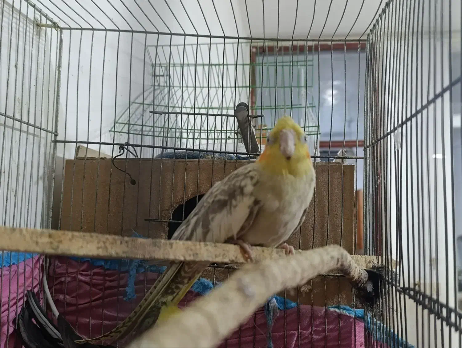 عروس هلندی|پرنده|مینودشت, |دیوار