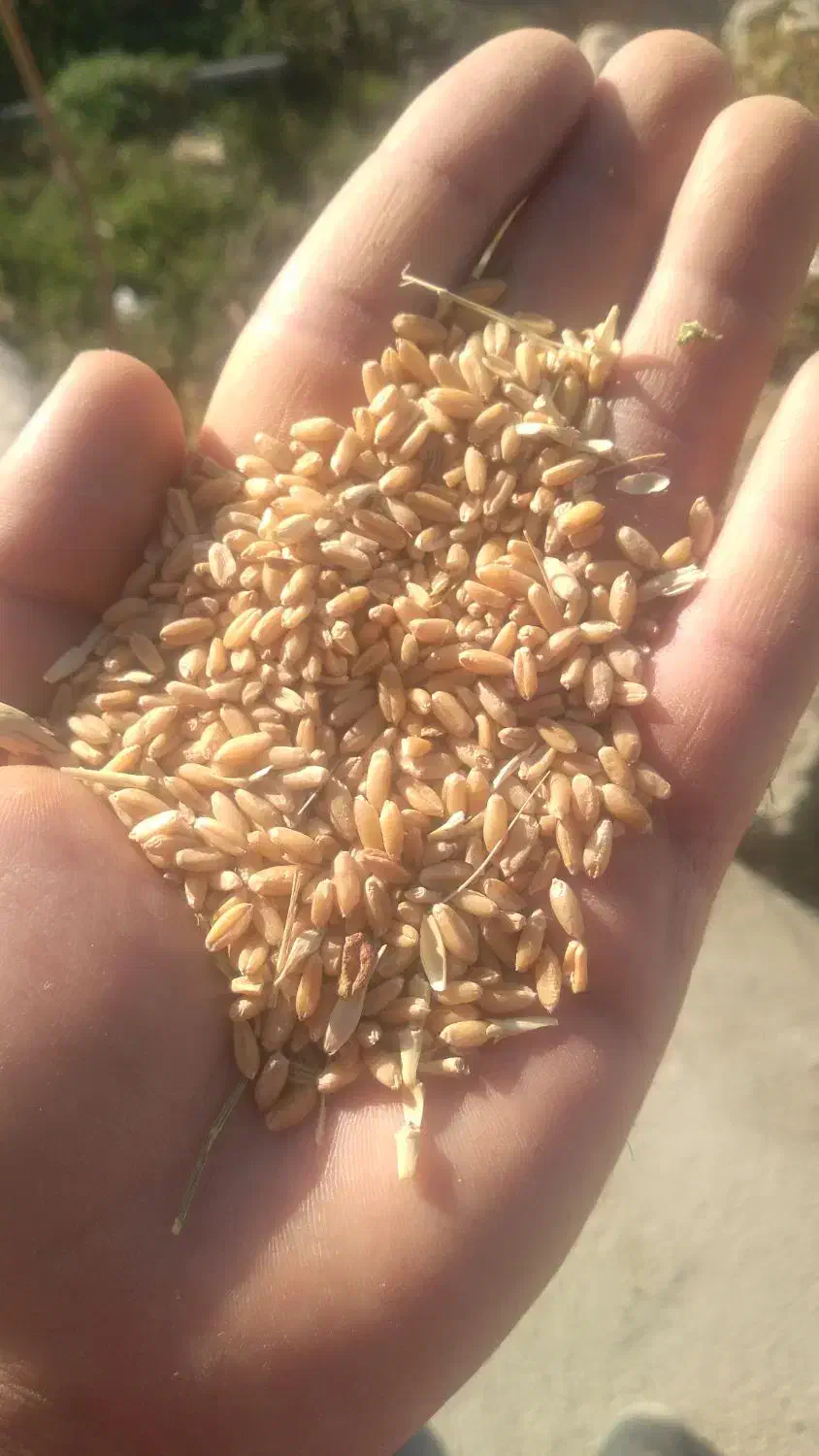 گندم واران|گل و گیاه طبیعی|قوچان, |دیوار