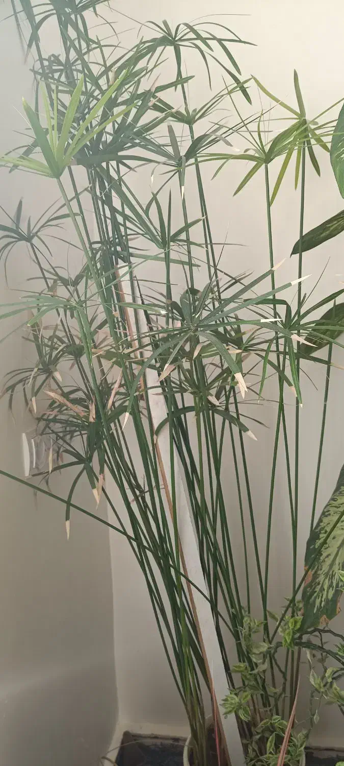 گل‌های طبیعی|گل و گیاه طبیعی|چوار, |دیوار