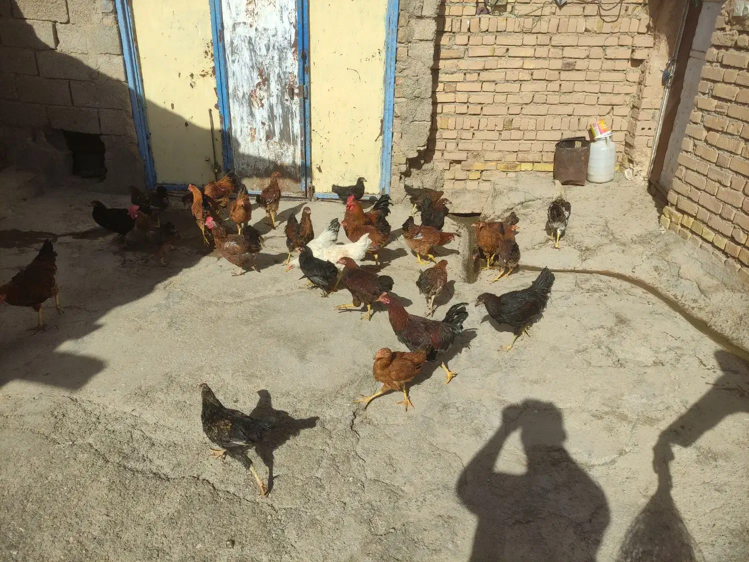 35عدد مرغ و خروس سالم و زیبا فقط12|حیوانات مزرعه|حلب, |دیوار