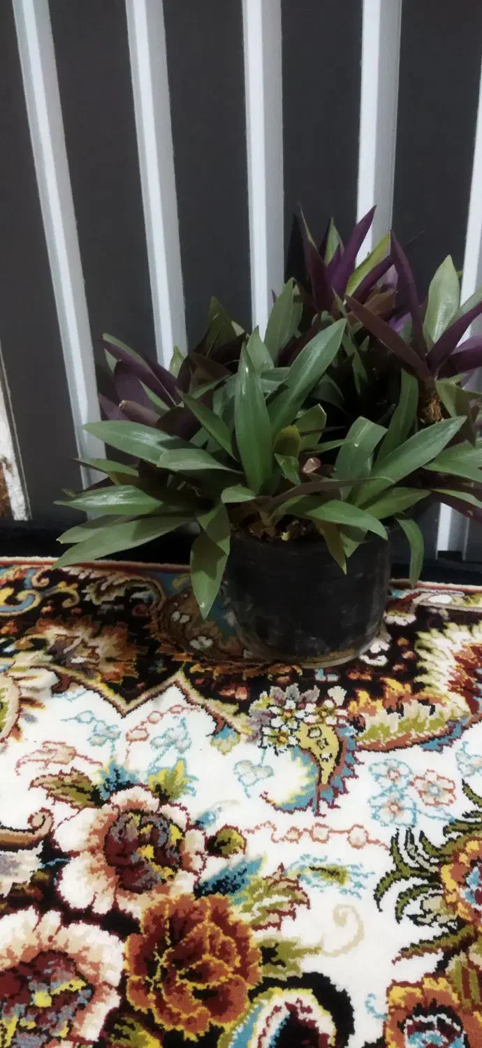 گل زیبا|کلکسیون و سرگرمی|شاهرود, |دیوار