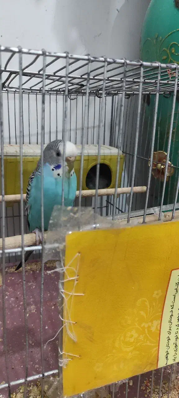 مرغ عشق|پرنده|اردبیل, |دیوار