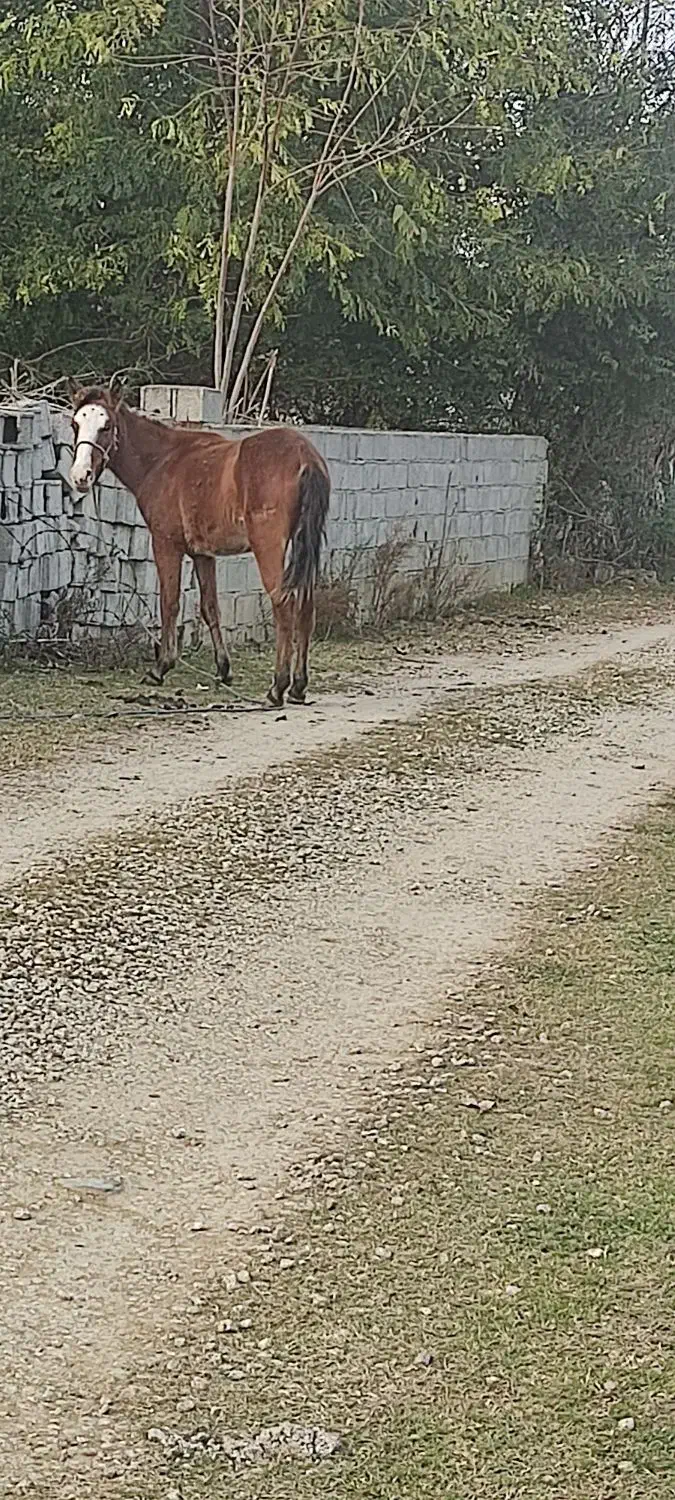 اسب نریون ومادیون سالم|اسب و تجهیزات اسبسواری|ماسال, |دیوار