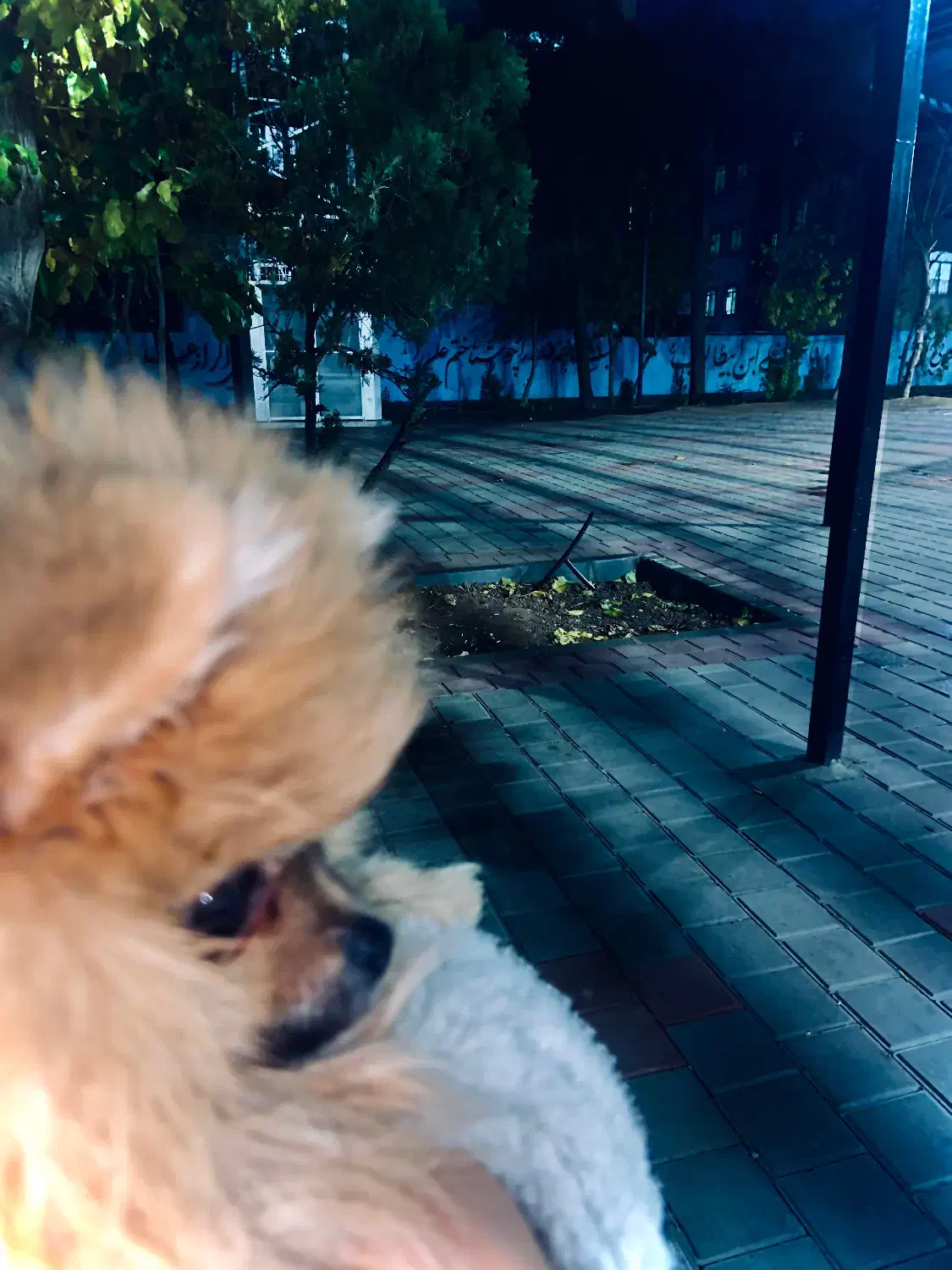 سگ/پامر/ماده|سگ|تهران, صادقیه|دیوار