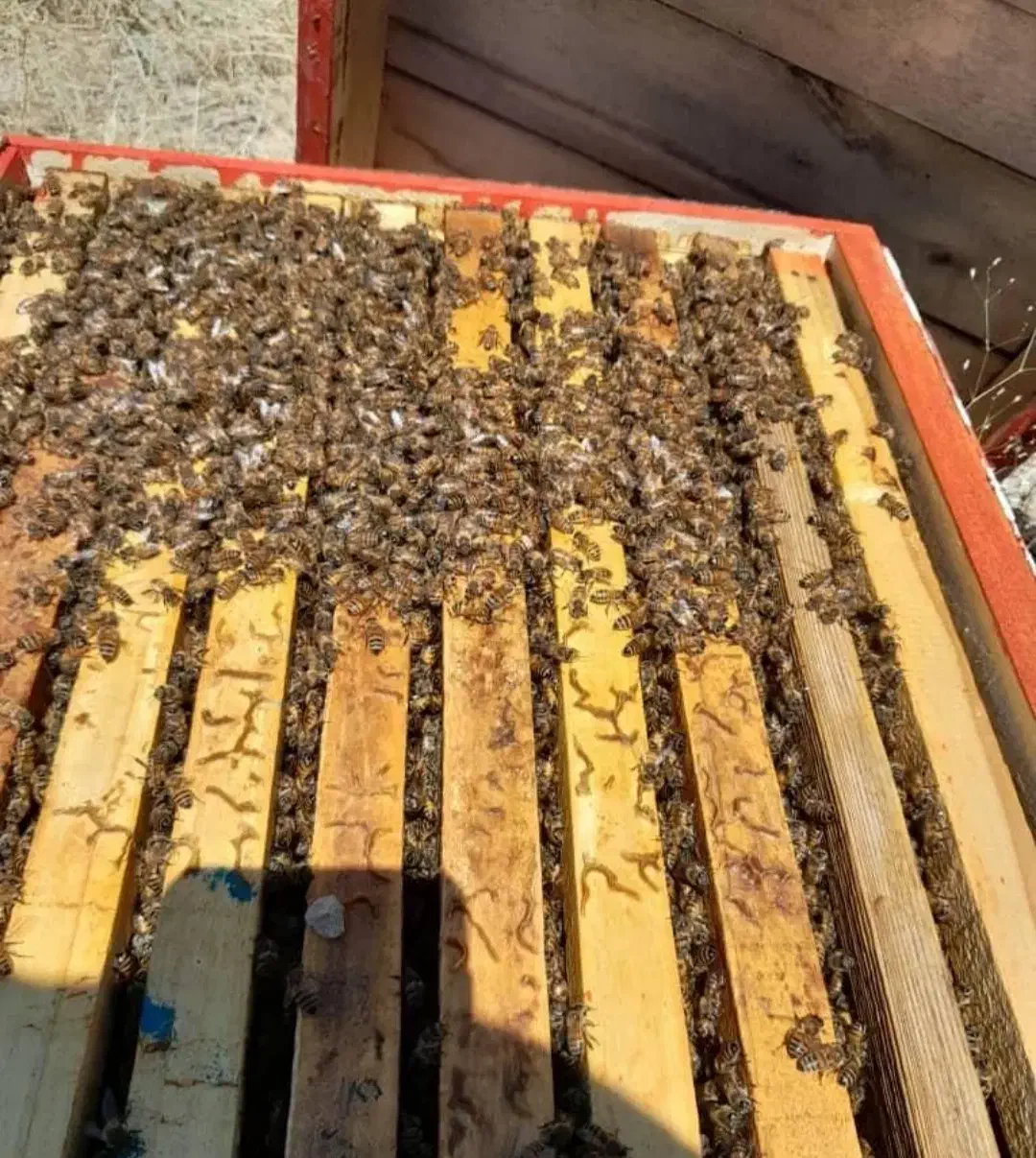 عسل طبیعی سبلان|خوردنی و آشامیدنی|تهران, بهداشت|دیوار