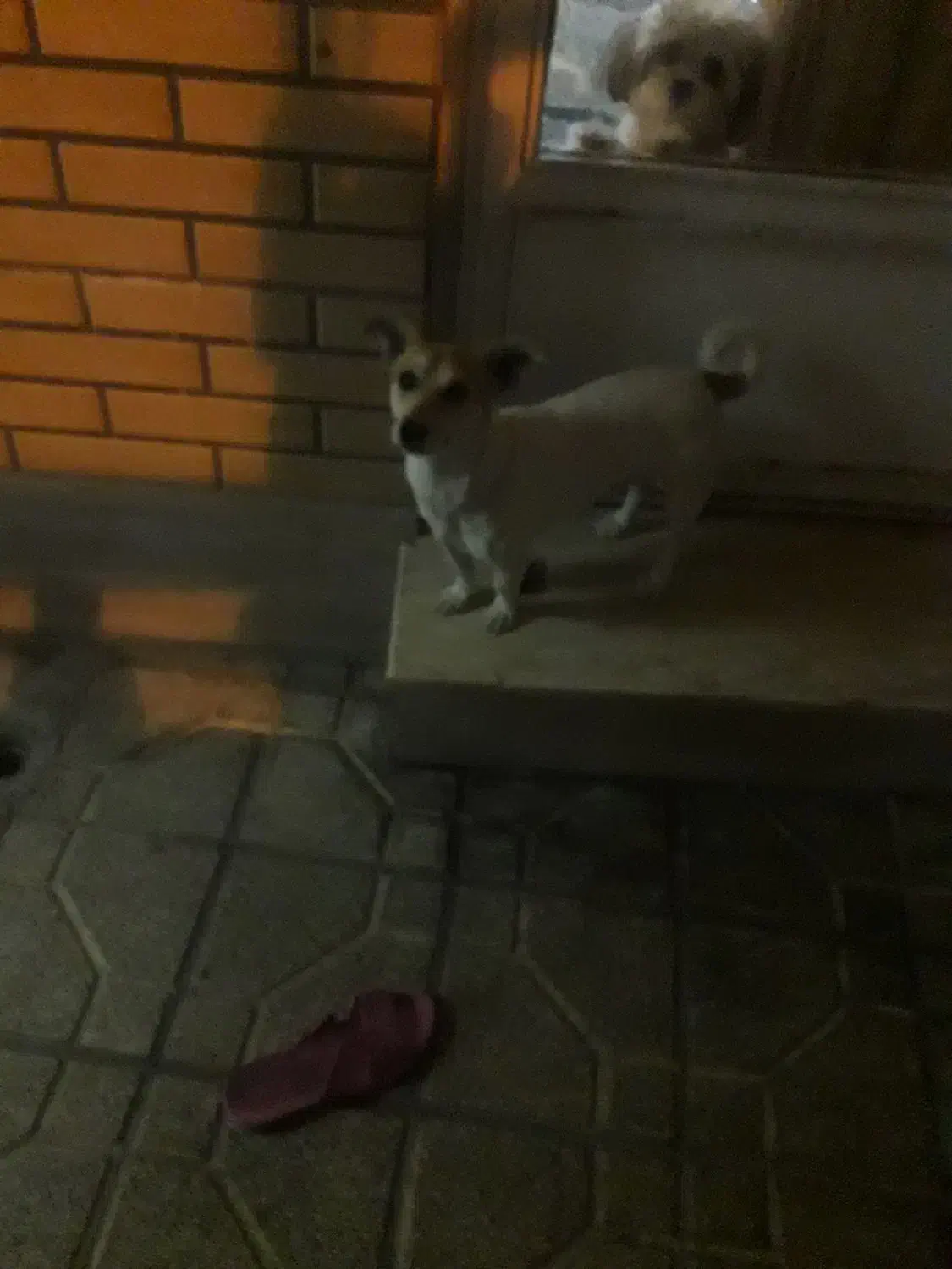 سگ پاکوتاه|سگ|اصفهان, عمان سامانی|دیوار