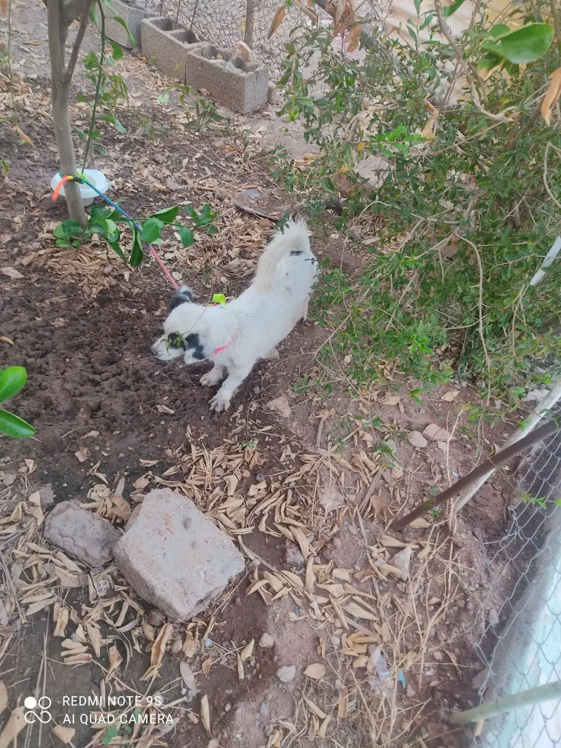 سگ پا کوتاه|سگ|مسجد سلیمان, |دیوار