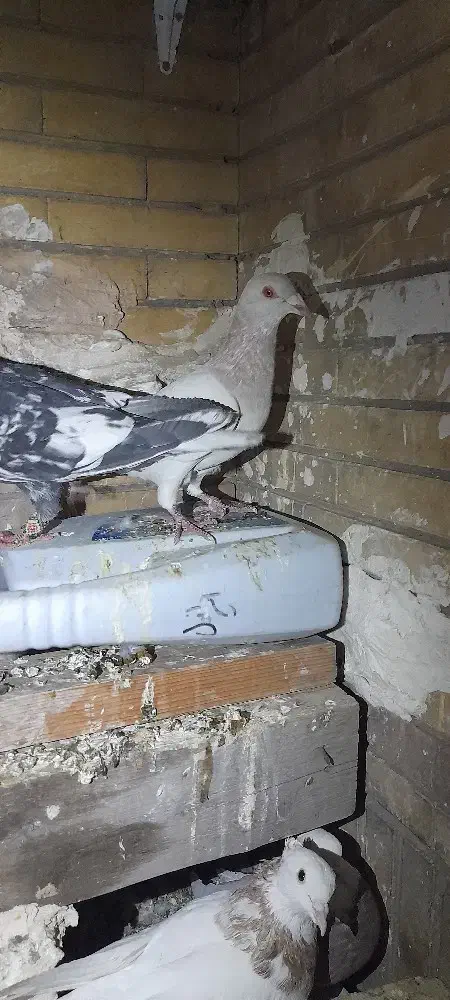 کبوتر کفتر هوایی پرشی جفتگاه|پرنده|مشهد, آزادشهر|دیوار