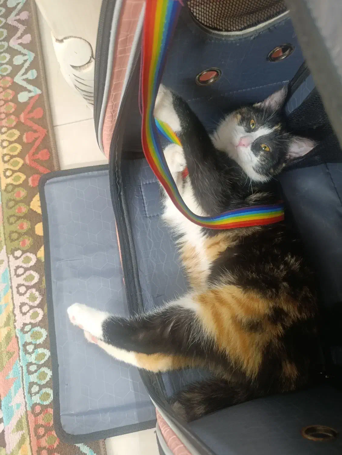 گربه ملوس|گربه|اصفهان, ملک‌شهر|دیوار