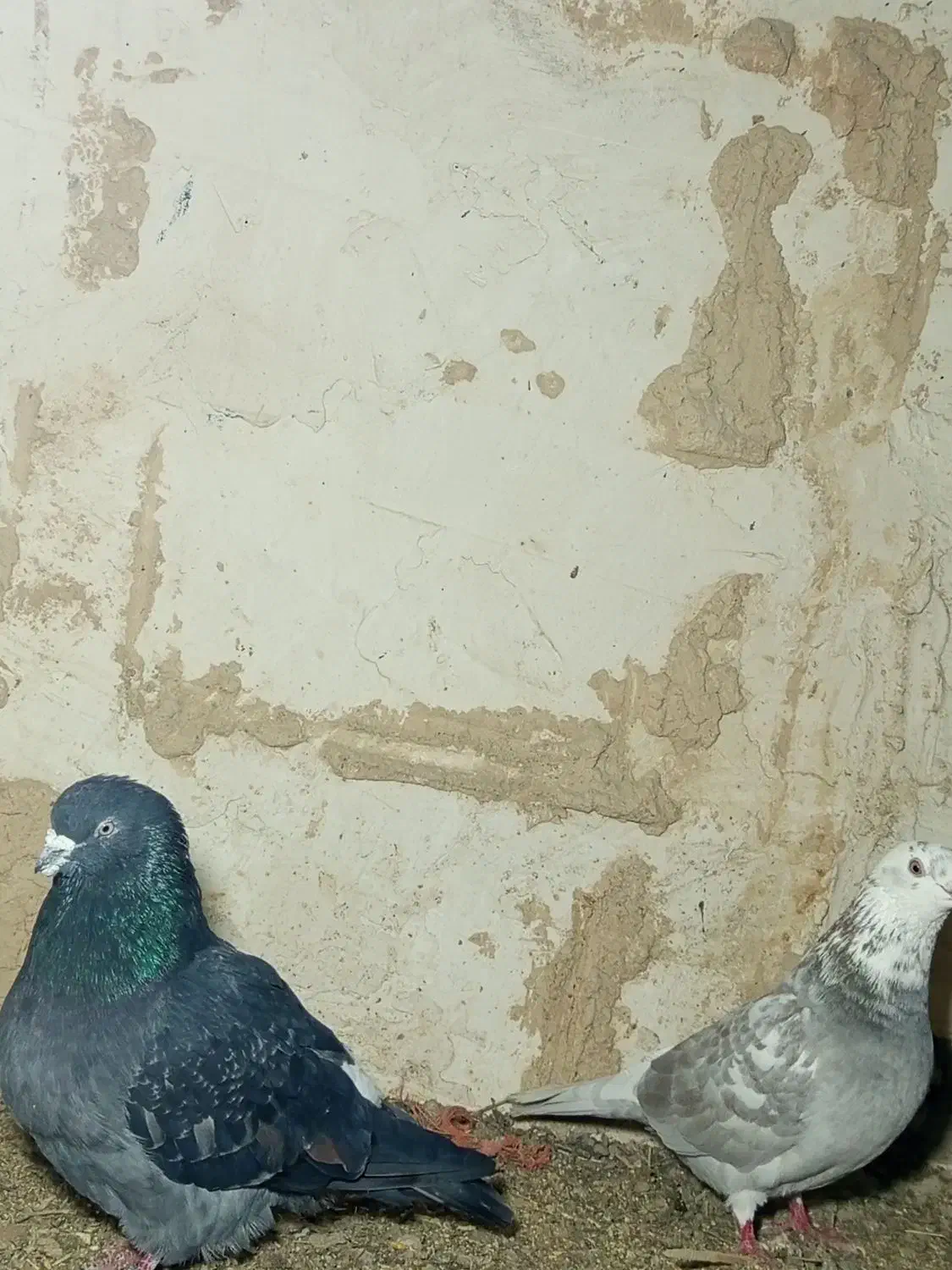 یه جفت کفتر پرشی|پرنده|قروه, |دیوار