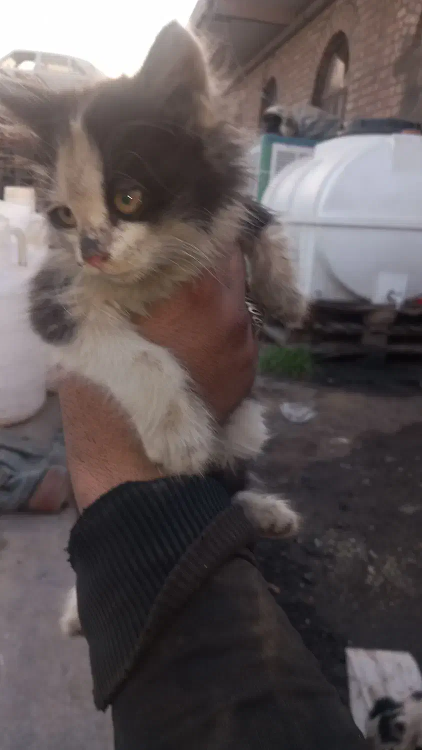 ۶ تا بچه گربه ناز و ملوس بازیگوش|گربه|کهریزک, |دیوار