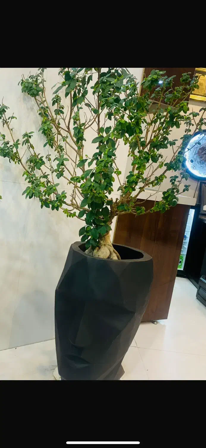 گل بونسای و یوکا جفت|گل و گیاه طبیعی|تهران, یاخجی آباد|دیوار