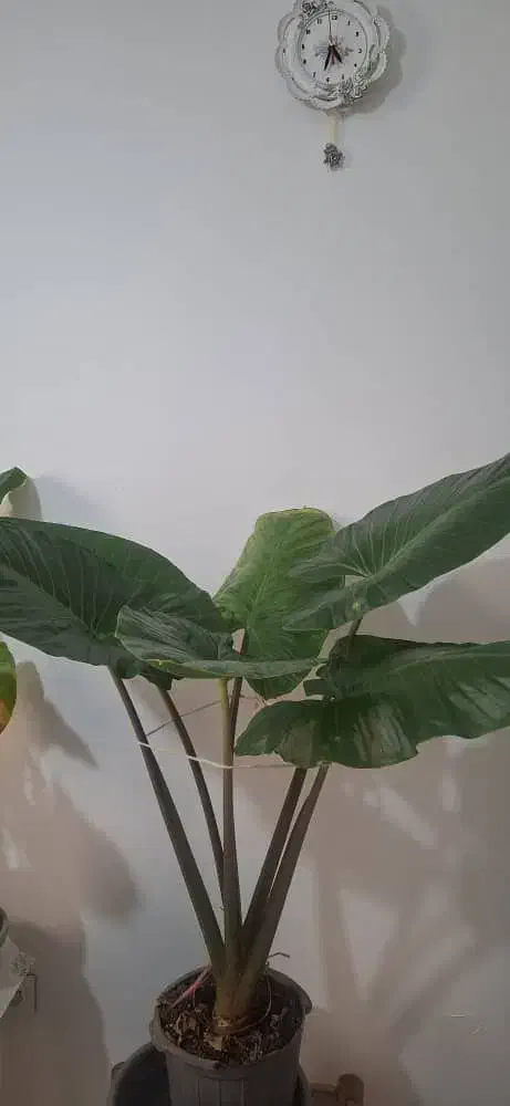 گل بابا ادم|گل و گیاه طبیعی|تهران, افسریه جنوبی|دیوار