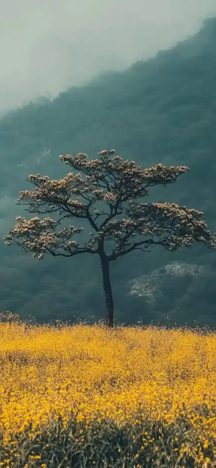 پیک نیک|اجاق گاز و لوازم برقی پخت‌وپز|رشت, نیکمرام|دیوار